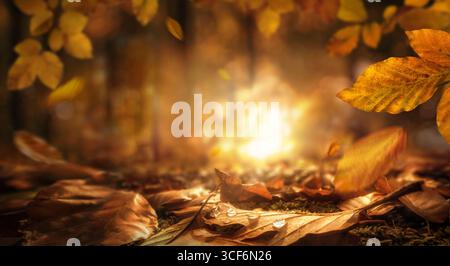 Nahaufnahme der Herbstblätter, die auf den Waldboden fallen und die glühende untergehende Sonne im unscharfen Hintergrund umrahmen Stockfoto