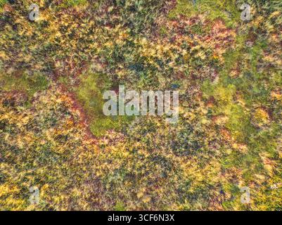 Lebendige Aussicht von oben nach unten auf ein farbenfrohes Sumpfgebiet im Herbst, ein üppiger Wandteppich aus natürlichen Texturen und Erdtönen. Stockfoto