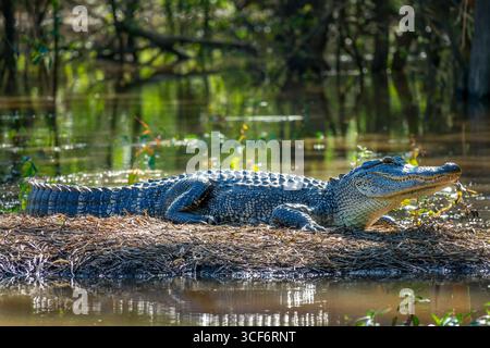 Nahansicht eines Alligators, der sich in der Sonne außerhalb des Wassers in einem Sumpf erwärmt, Atchafalaya Basin, South Louisiana Stockfoto
