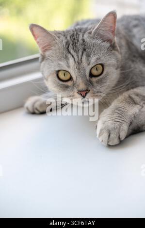 Eine süße graue Katze loungiert auf einer sonnigen Fensterbank, sonnt sich im warmen Sonnenlicht und genießt einen ruhigen Moment Stockfoto