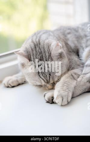 Eine ruhige graue Katze schläft friedlich und ruhig auf der sonnigen Fensterbank und genießt das warme Sonnenlicht Stockfoto