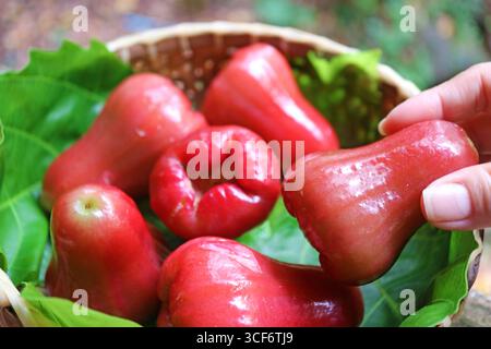 Eine lebendige rote, gewachste Haut-Guava-Frucht aus einem Korb von Hand pflücken Stockfoto