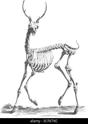 Hirschskelett aus dem 18. Jahrhundert Stockfoto