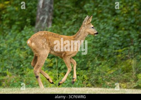 Ydre, Ostergotland, Schweden. August 2025. Ein Wildhirsch läuft durch einen Wald in Ydre, Schweden. (Kreditbild: © Matias Basualdo/ZUMA Press Wire) NUR REDAKTIONELLE VERWENDUNG! Nicht für kommerzielle ZWECKE! Stockfoto