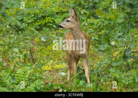Ydre, Ostergotland, Schweden. August 2025. Ein Wildhirsch steht im Wald von Ydre, Schweden. (Kreditbild: © Matias Basualdo/ZUMA Press Wire) NUR REDAKTIONELLE VERWENDUNG! Nicht für kommerzielle ZWECKE! Stockfoto