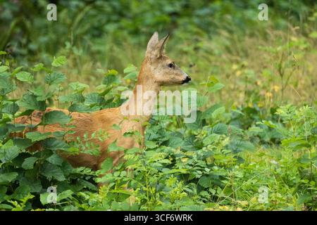 Ydre, Ostergotland, Schweden. August 2025. Ein Wildhirsch steht zwischen Bäumen und Sträuchern in einem Wald in Ydre, Schweden. (Kreditbild: © Matias Basualdo/ZUMA Press Wire) NUR REDAKTIONELLE VERWENDUNG! Nicht für kommerzielle ZWECKE! Stockfoto