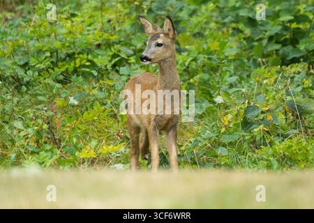 Ydre, Ostergotland, Schweden. August 2025. Ein Wildhirsch steht im Wald von Ydre, Schweden. (Kreditbild: © Matias Basualdo/ZUMA Press Wire) NUR REDAKTIONELLE VERWENDUNG! Nicht für kommerzielle ZWECKE! Stockfoto