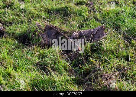 Wildschwein Sus scrofa Fußabdruck [Captive] West Country Wildlife Photography Centre Devon England Großbritannien Stockfoto