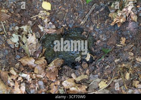 Europäischer Dachs Meles meles Kot und Latrine Amberwood Inclosure New Forest National Park Hampshire England UK Juli 2016 Stockfoto
