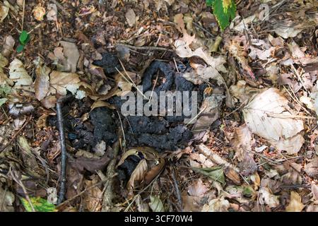 Europäischer Dachs Meles meles Kot und Latrine Amberwood Inclosure New Forest National Park Hampshire England UK Juli 2016 Stockfoto