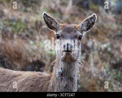 Rotwild Cervus eleaphus weiblich auf Grasmoor, Isle of Lewis, Äußere Hebriden, Schottland, Vereinigtes Königreich, Mai 2021 Stockfoto