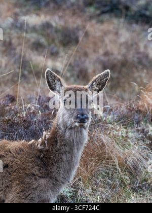 Rotwild Cervus eleaphus weiblich auf Grasmoor, Isle of Lewis, Äußere Hebriden, Schottland, Vereinigtes Königreich, Mai 2021 Stockfoto