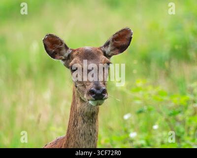 Rothirsch Cervus elaphus Nahaufnahme der Hind, Knepp Castle Estate, West Sussex, Juni 2022 Stockfoto