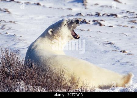 Eisbär Thalarctos maritimus gähnt im Schnee, Churchill, Manitoba, Kanada Stockfoto