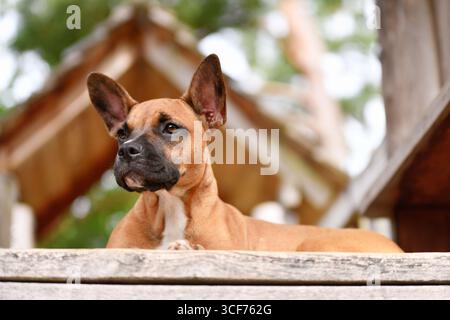 Junger Mischhund, der auf Holzplanke liegt. Roter Rehhund mit schwarzer Maske aus French Bulldog, Boxer und Miniatur Bullterrier Mix Stockfoto