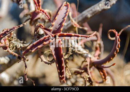 Eine auffällige, stachelige rote Aloe-Pflanze, ein widerstandsfähiger Teil der Flora, blüht unter der Sonne in Mabuda Siteki. Stockfoto