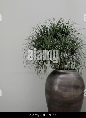 Echte organische Fotografie, aufgenommen minimal Topf Zimmerpflanze tropische Pflanzen neutrale Wandgebäude bg Stockfoto