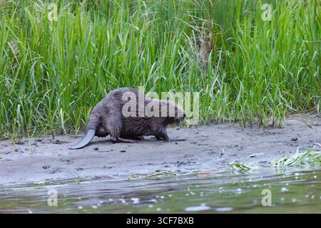Eurasischer Biber spaziert in der Abenddämmerung am Ufer entlang. Russland, Tuva Republik, Azas Fluss Stockfoto
