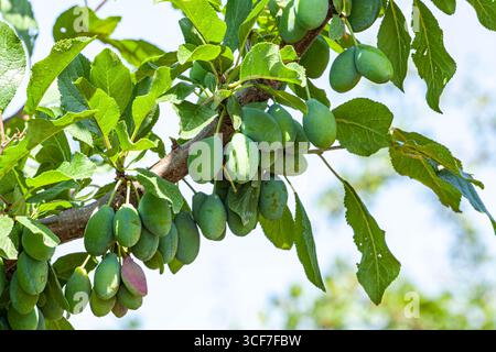 Grüner Pflaumenbaum mit kleinen Früchten, die in einer natürlichen Umgebung wachsen Stockfoto