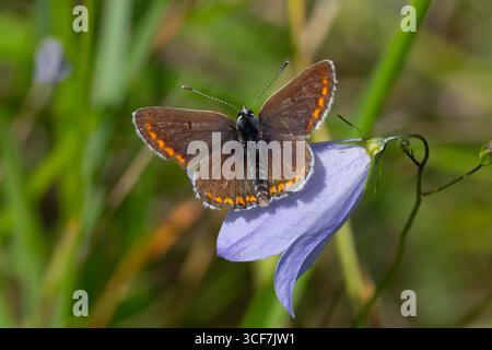 Brauner Argus (Aricia agestis) auf einer Blume in Yorkshire. Stockfoto