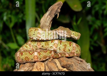 Ein wunderschöner weihnachtsbaum Morph Wimpernviper (Bothriechis schlegelii), gewickelt auf einem Ast. Eine giftige Grubenviper aus Mittel- und Südamerika Stockfoto