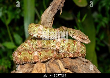 Ein wunderschöner weihnachtsbaum Morph Wimpernviper (Bothriechis schlegelii), gewickelt auf einem Ast. Eine giftige Grubenviper aus Mittel- und Südamerika Stockfoto