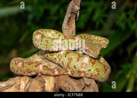 Ein wunderschöner weihnachtsbaum Morph Wimpernviper (Bothriechis schlegelii), gewickelt auf einem Ast. Eine giftige Grubenviper aus Mittel- und Südamerika Stockfoto