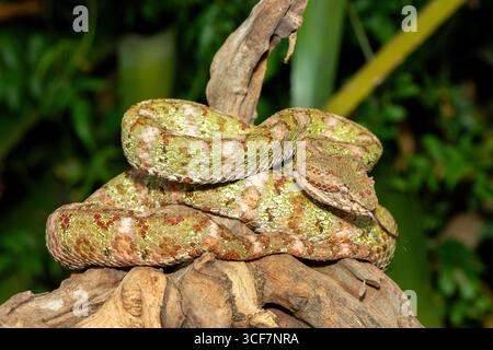 Ein wunderschöner weihnachtsbaum Morph Wimpernviper (Bothriechis schlegelii), gewickelt auf einem Ast. Eine giftige Grubenviper aus Mittel- und Südamerika Stockfoto