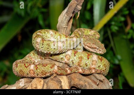 Ein wunderschöner weihnachtsbaum Morph Wimpernviper (Bothriechis schlegelii), gewickelt auf einem Ast. Eine giftige Grubenviper aus Mittel- und Südamerika Stockfoto