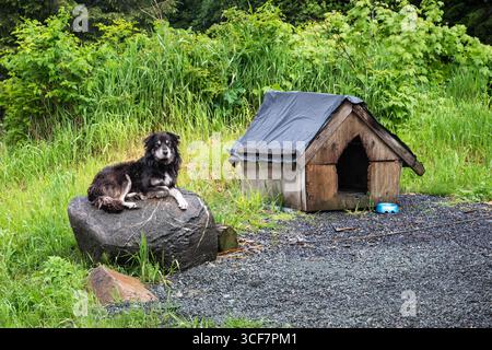 Ein Hund, der auf einem Felsen liegt, während er angekettet ist. In der Nähe befindet sich ein Hundehaus. Stockfoto