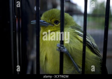 Ein junger grüner Cipoh-Sirtu-Vogel, gemeine Iora (Aegithina tiphia), der im Käfig thront. Stockfoto