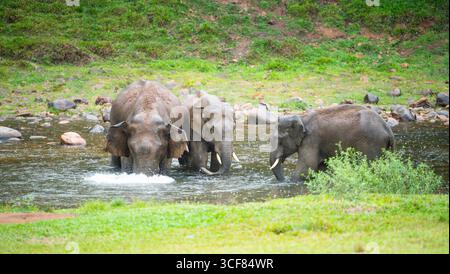 Indische Elefanten, wilde Herde, die Ein Bad an Einem See in Anakulam bei Munnar nimmt, Wildtiere Indiens, Elefantenfamilie an Einem regnerischen Tag Stockfoto