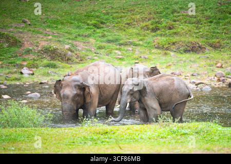 Indische Elefanten, wilde Herde, die Ein Bad an Einem See in Anakulam bei Munnar nimmt, Wildtiere Indiens, Elefantenfamilie an Einem regnerischen Tag Stockfoto