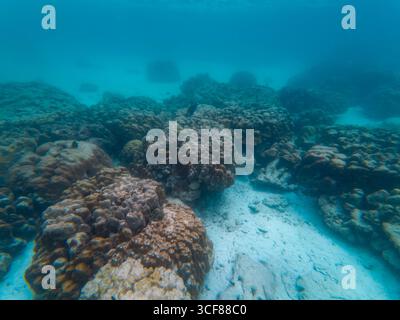 Ein Unterwasser-Korallenriff in kristallklarem Wasser zeigt verschiedene Korallenformationen, Meereslebewesen und den sandigen Meeresboden, was die lebhafte Atmosphäre einfängt Stockfoto