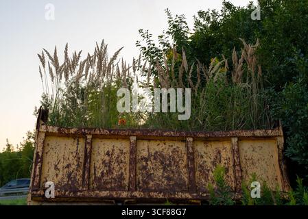 Ein alter rostiger gelber Muldenkipper, der verlassen wurde, mit hohem trockenem Gras und grünen Pflanzen, die im Frachtraum am Straßenrand wachsen. Konzept des Verfalls, der städtischen Erkundung, Stockfoto