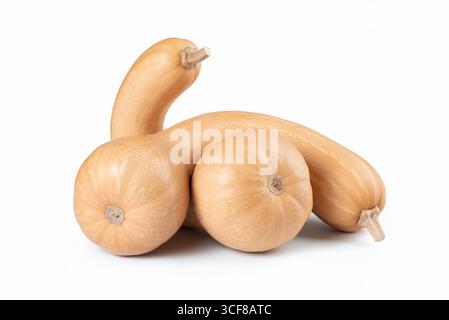Kanada Crookneck Erbstück Kürbis Winter Squash isoliert auf weiß Stockfoto
