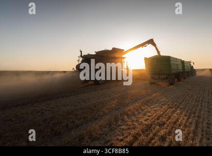 Weizenernte. Mähdrescher, die frisch geernteten Weizen auf Traktor-Anhänger übertragen Stockfoto
