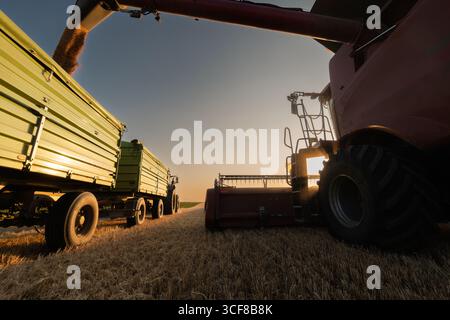 Weizenernte. Mähdrescher, die frisch geernteten Weizen auf Traktor-Anhänger übertragen Stockfoto