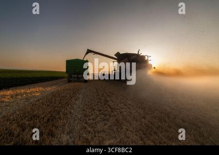 Weizenernte. Mähdrescher, die frisch geernteten Weizen auf Traktor-Anhänger übertragen Stockfoto