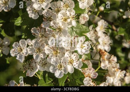 Blühender Weißdorn, Crataegus laevigata Stockfoto
