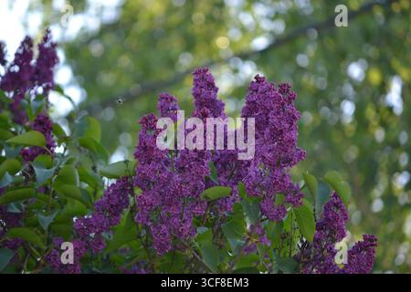 Lilafarbene Blüten mit einem Baum im Hintergrund. Stockfoto