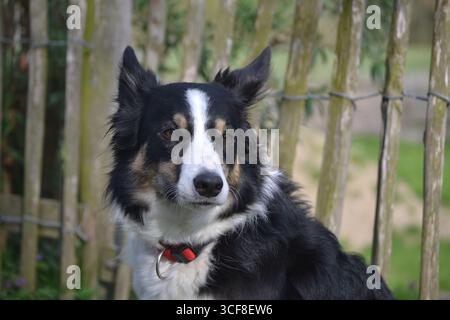 Reinrassiger Border Collie, der in die Ferne blickt. Stockfoto