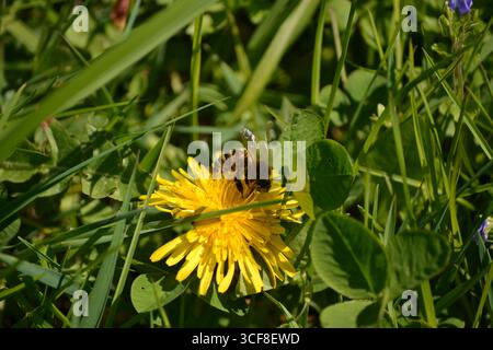 Biene mit Pollen auf blühendem Löwenzahn. Stockfoto