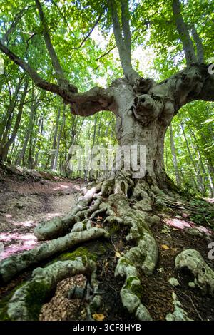 Flacher Blick auf eine majestätische Buche mit großen, sichtbaren Wurzeln, die an einem Hang in einem üppig grünen Wald wachsen und von Sonnenlicht beleuchtet werden Stockfoto