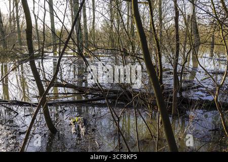 Überschwemmung des Rheins im Urdenbacher Kaempe, Naturschutzgebiet, Schwemmebene, Düsseldorf, Nordrhein-Westfalen, Deutschland Stockfoto