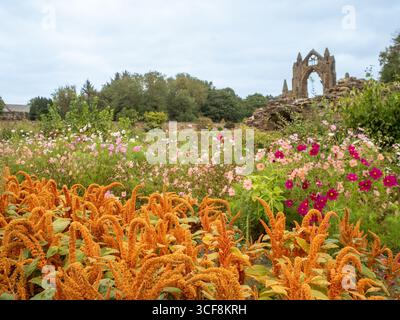 In den „Pick Your Own“-Feldern der Priory Gardens, hinter der Guisborough Priory, North Yorkshire, wachsen orange Amaranthus und rosafarbene Kosmos-Blüten. Stockfoto