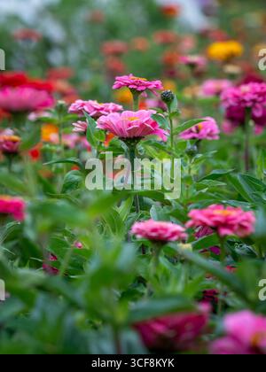 Eine Nahaufnahme von wunderschönen rosa Zinnia-Blüten in einem „Patch Your Own“-Blumenfeld in Priory Gardens, Guisborough, North Yorkshire, Großbritannien. Stockfoto