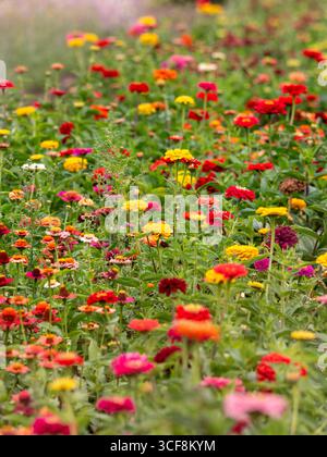 Ein Feld mit farbenfrohen Zinnienblüten in voller Blüte, Teil der „Pick Your Own“-Attraktion in Priory Gardens, Guisborough, North Yorkshire, Großbritannien. Stockfoto