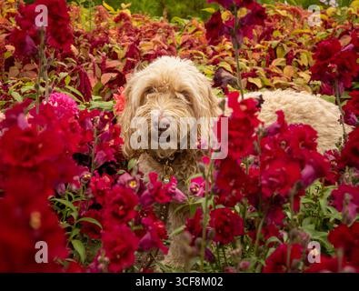 Ein süßer Cockapoo-Hund sitzt inmitten eines Feldes mit leuchtenden roten snapdragon-Blumen in Priory Gardens, Guisborough, North Yorkshire, Großbritannien. Stockfoto