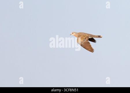 Turtle Dove (Streptopelia turtur) juvenile Norfolk August 2025 Stockfoto